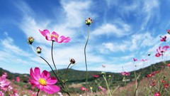 Nature clouds pink flowers cosmos flower