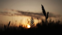 Nature clouds Plants silhouettes