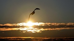 Nature clouds seagulls