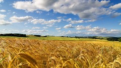 Nature clouds summer wheat skyscapes