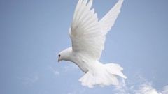 Nature clouds white Birds doves skyscapes