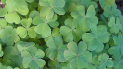 Nature clover