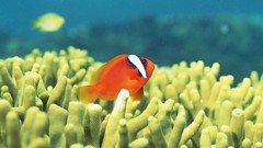 Nature clownfish