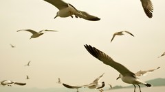 Nature coast Birds seagulls