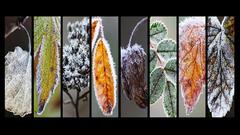 Nature collage awesome leafs