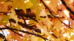 Nature colorful autumn leaves