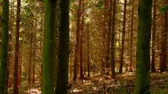 Nature colors forests