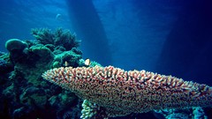 Nature coral reef