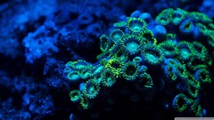 Nature coral sealife