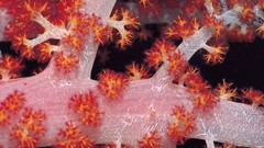 Nature Corals coral