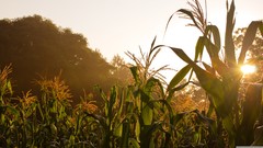 Nature corn golden