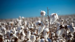 Nature cotton