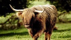 Nature Cows buffalo Galaxy Nexus