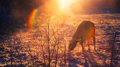 Nature Cows sunlight
