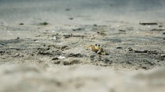 Nature crabs