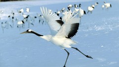 Nature Cranes