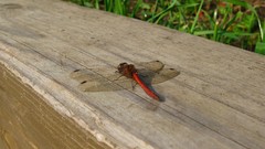 Nature creatures Dragonflies