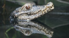 Nature Crocodiles Reptiles