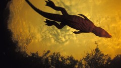 Nature Crocodiles underwater national geographic prehistoric