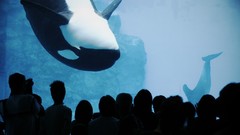 Nature crowd aquarium swallow killer whales