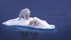 Nature cubs widescreen Polar Bears baby animals