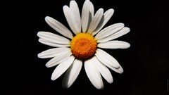 Nature Daisy