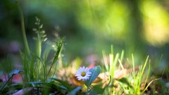 Nature Daisy