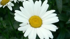Nature Daisy white flowers