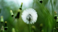 Nature dandelions