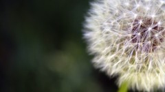 Nature dandelions