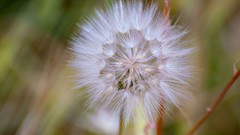 Nature dandelions