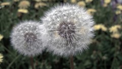 Nature dandelions