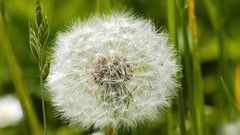 Nature dandelions