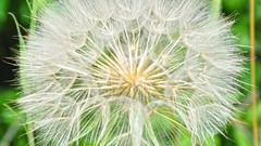 Nature dandelions
