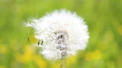 Nature dandelions