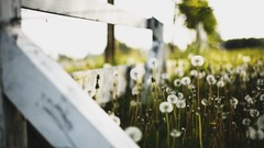 Nature dandelions fences