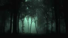 Nature dark forests