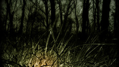 Nature dark forests grass