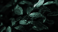 Nature dark leaves macro