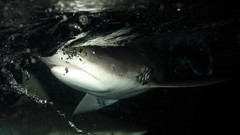 Nature dark underwater Sharks national geographic