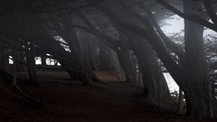 Nature dark woods forests The Edge