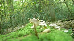 Nature dawn forests mushrooms