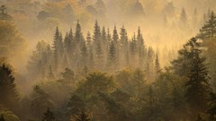 Nature dawn germany sunlight national geographic forests