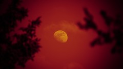 Nature dawn moon scenic