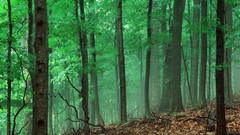 Nature dawn Parks Tennessee