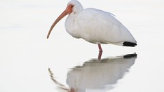 Nature dawn white Birds Florida fort ibis