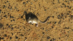 Nature death Australia mice