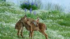 Nature deer fawn
