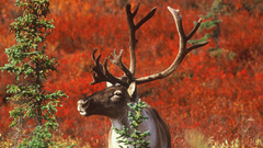 Nature deer horns Wild