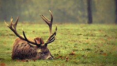 nature deer sleeping Animals outdoors